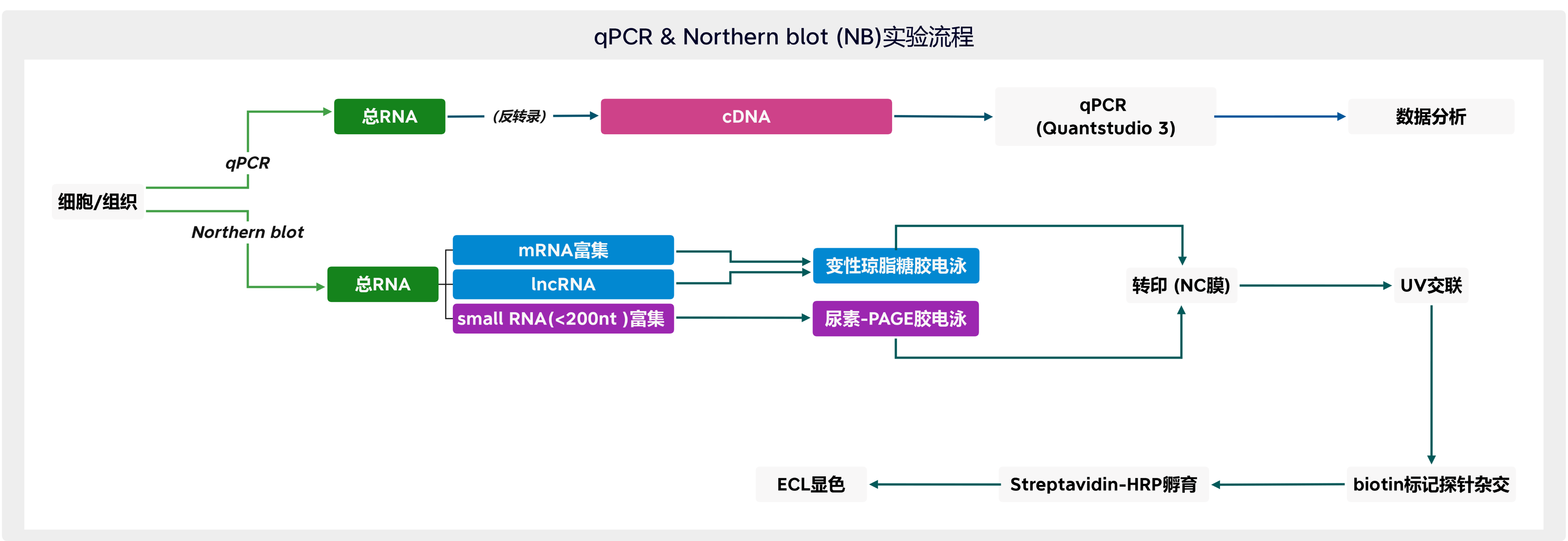 qPCR, NB_2