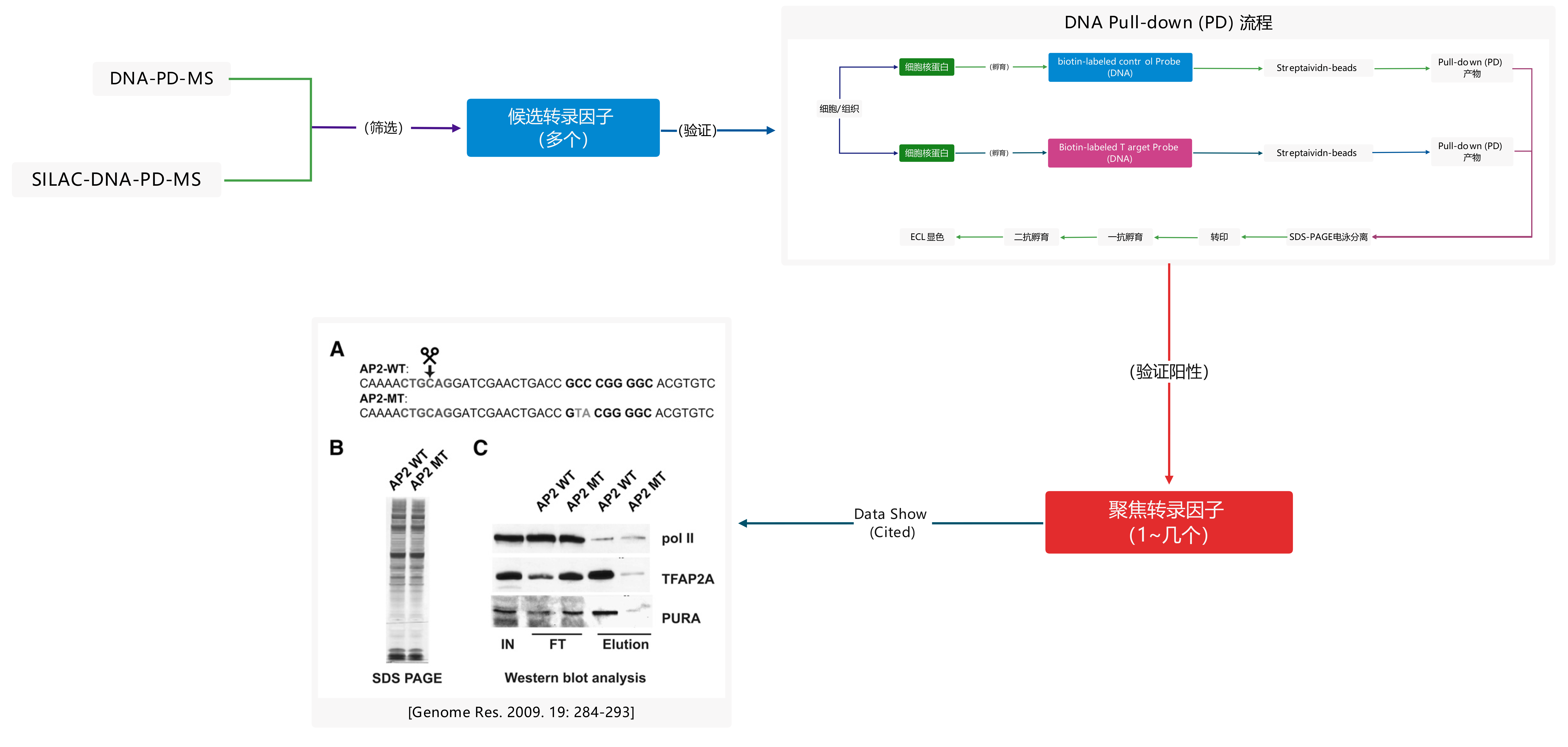 DNA PD