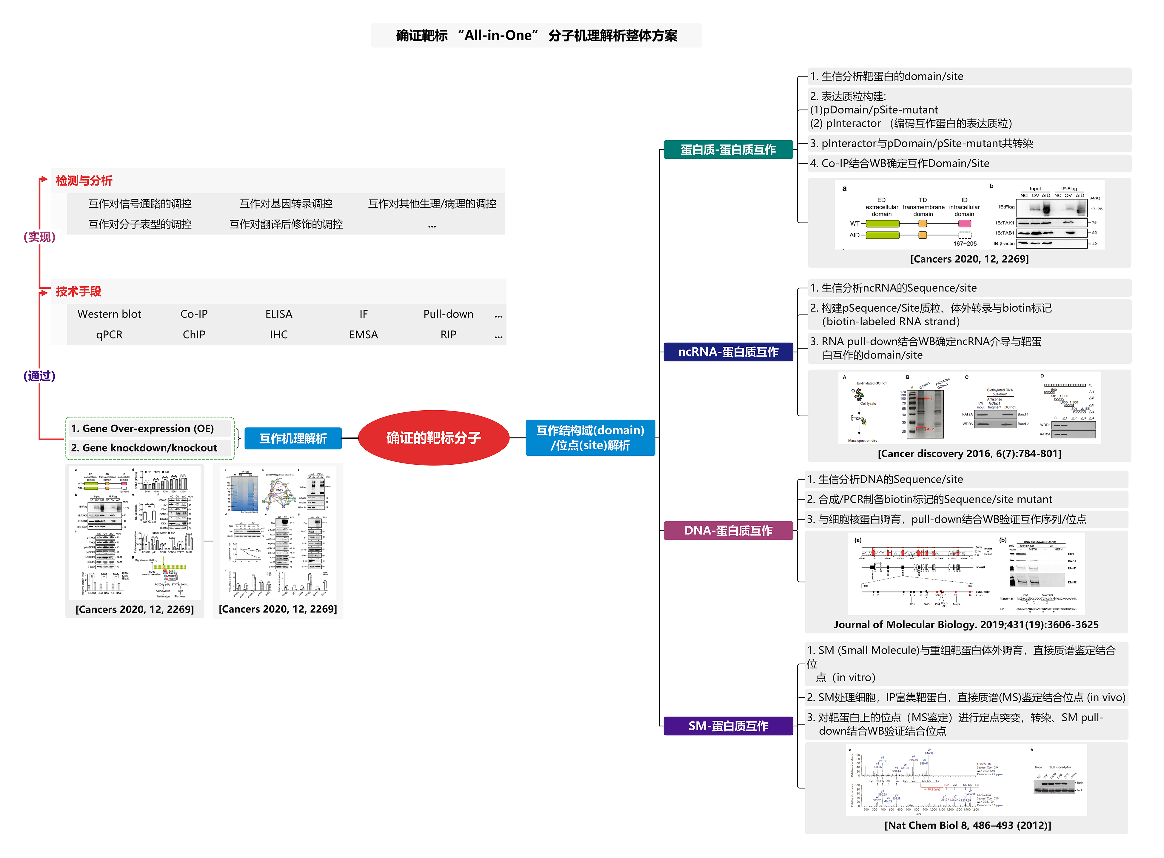 靶标分子机理解析