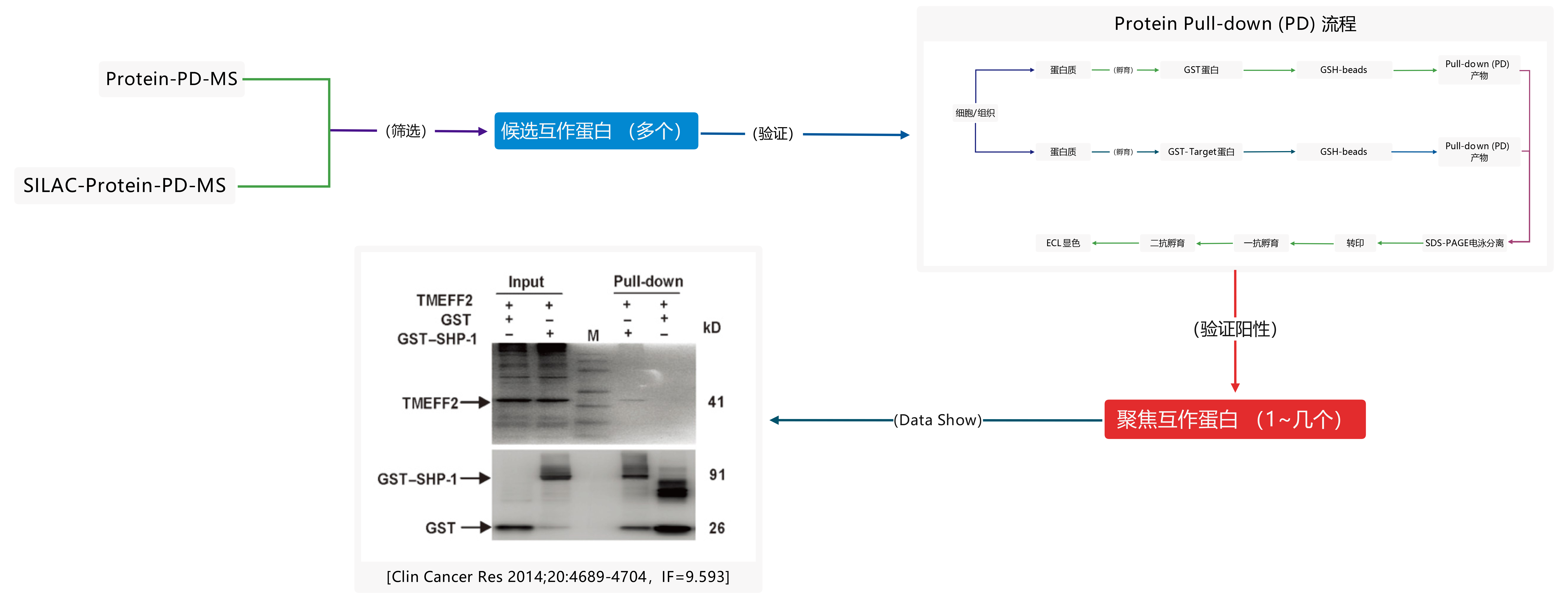 Protein PD