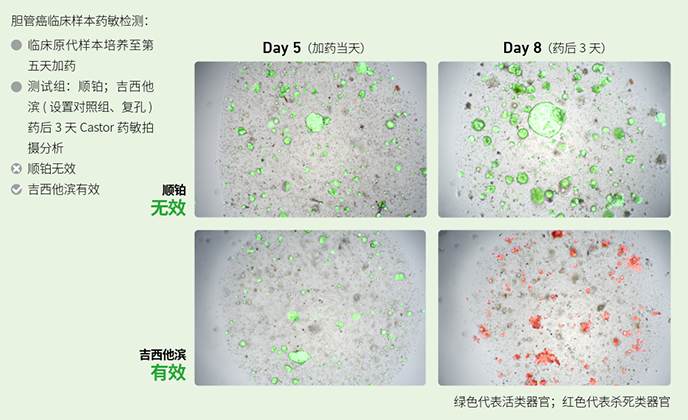 Countstar Castor S系列高通量智能3D细胞分析仪 - 类器官药敏分析