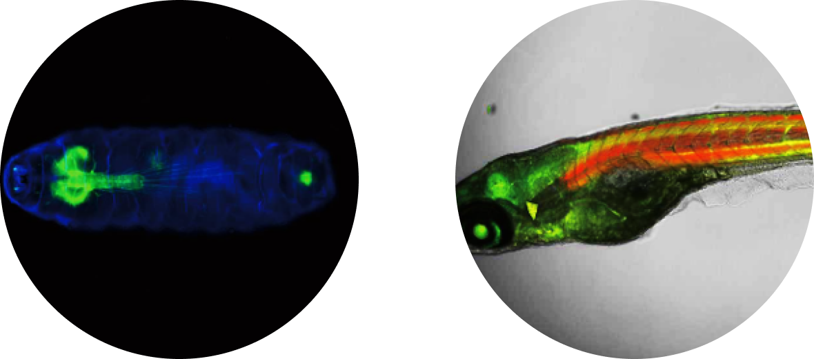 <i>模式生物</i>高清晰度成像