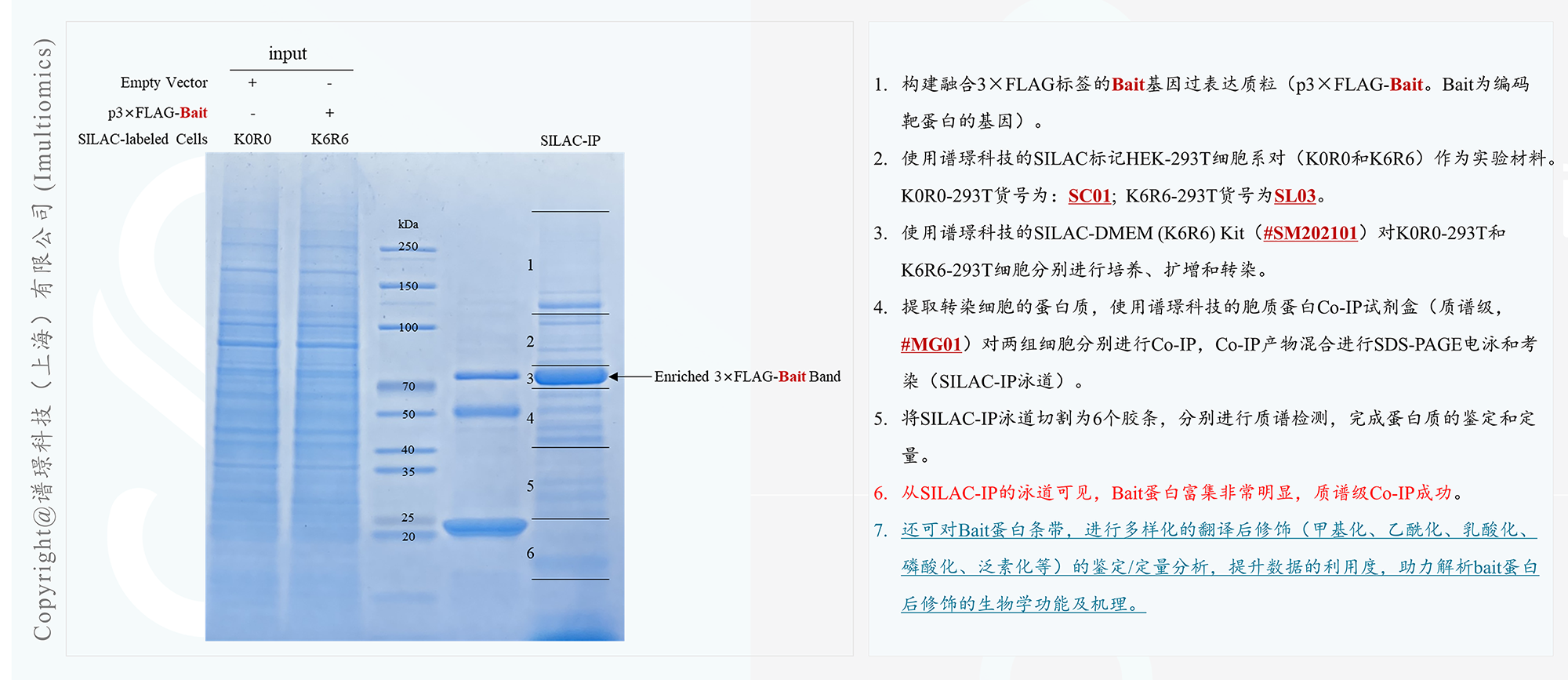 SILAC-IP-MS-实验数据