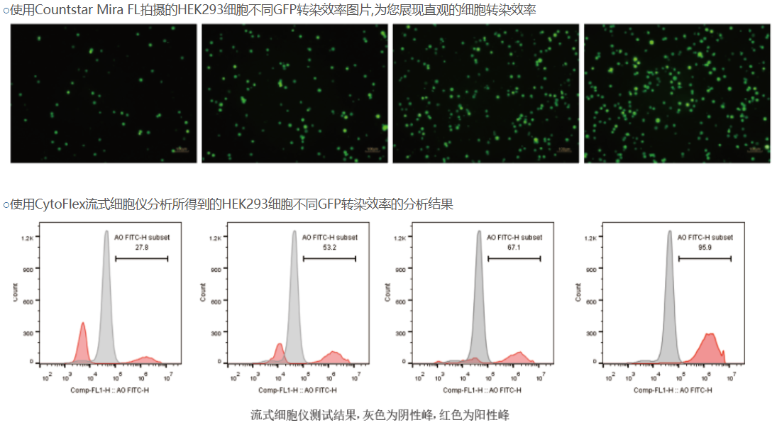 Countstar Mira BF/FL 全自动细胞分析仪 - GFP/RFP转染效率分析（Mira FL）