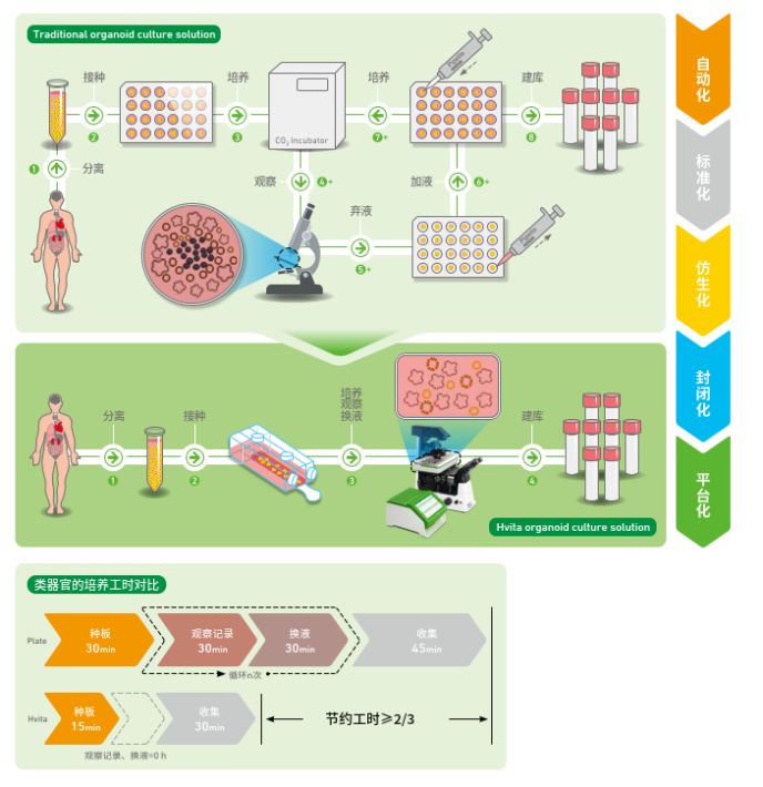 Hvita 3D活细胞自动灌流培养系统 - 类器官标准化建模——更少的工艺、更低的风险