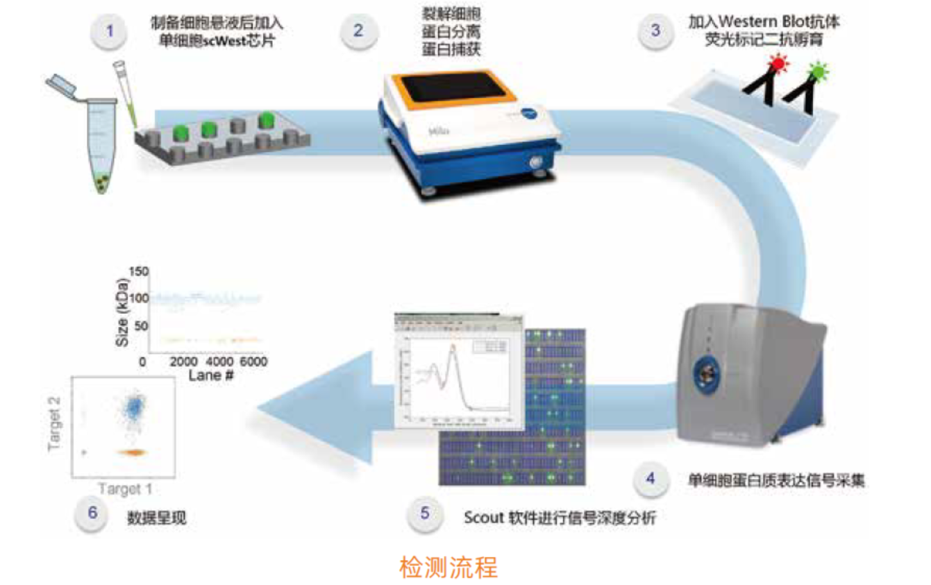Milo 单细胞蛋白质表达定量分析系统