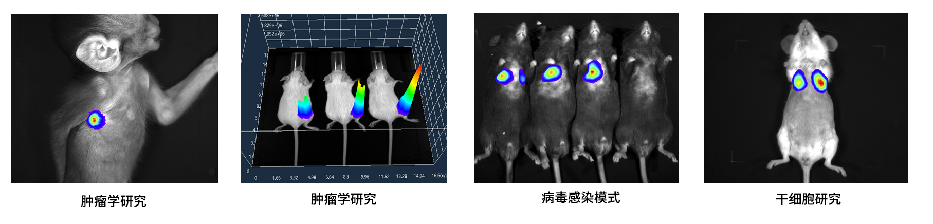 AniView100多模式动物活体成像系统 - 应用案例