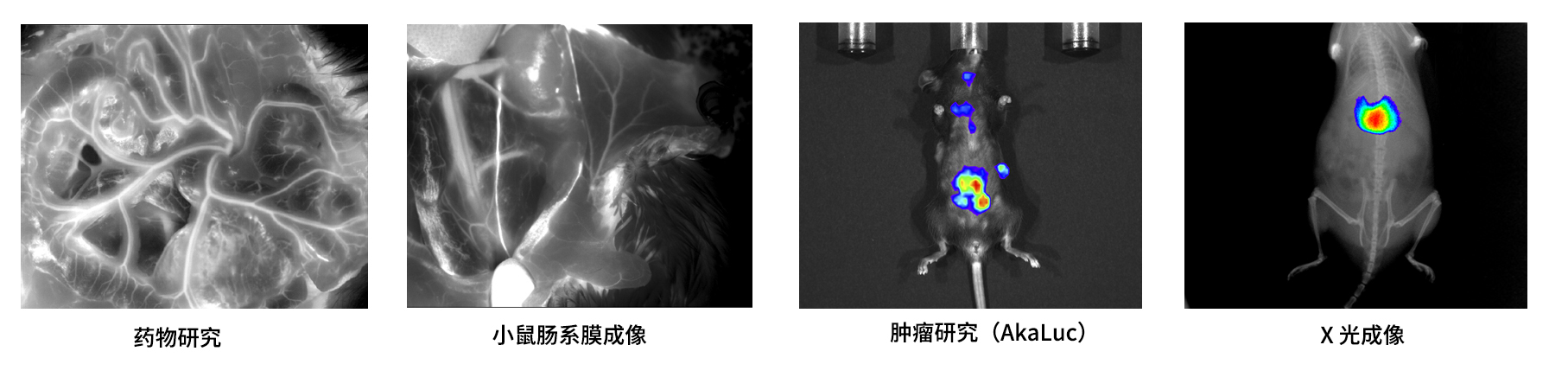 AniView Phoenix全光谱动物活体成像系统 - 应用案例