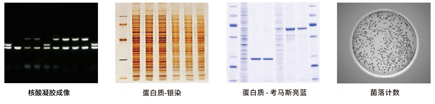 GelView 5000ProⅡ 全自动凝胶成像系统 - 应用案例