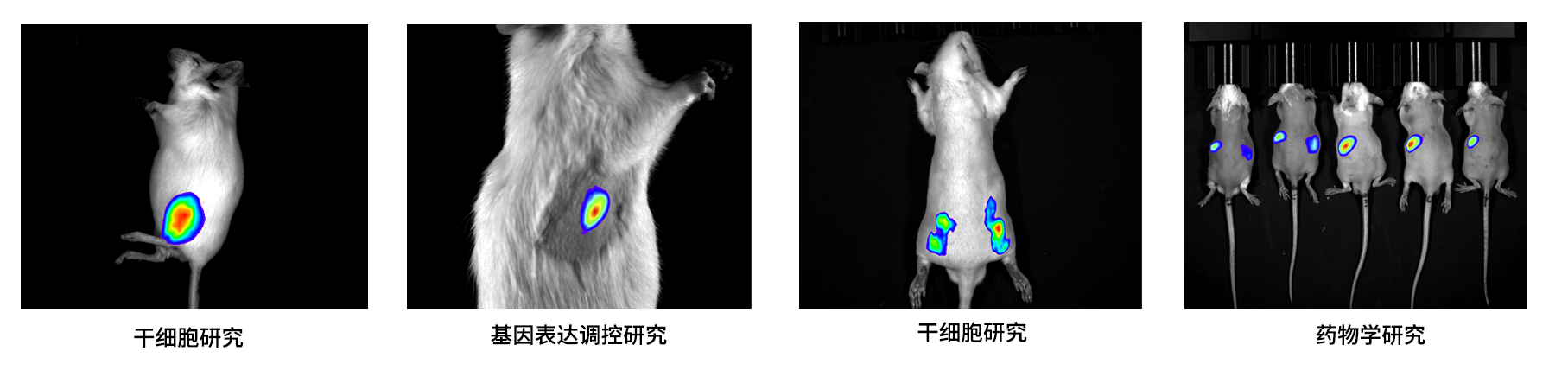 AniView100 Pro多模式动物活体成像系统 - 应用案例