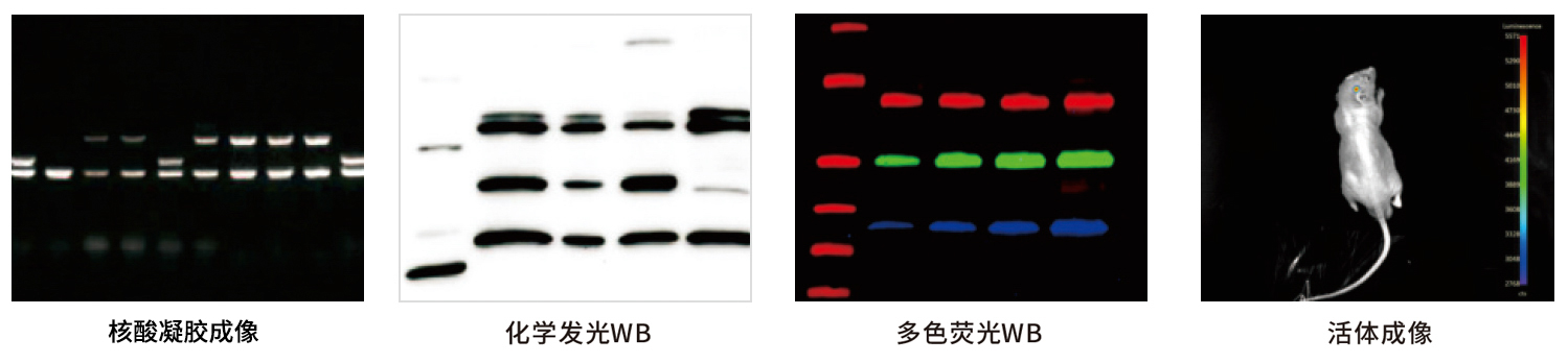 GelView 6000ProⅡ 多功能图像工作站 - 应用案例